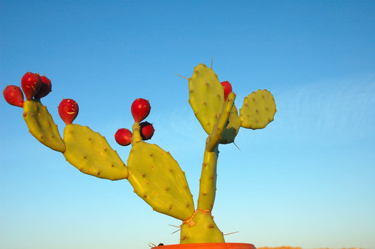 Cactus - opuntia - sabres