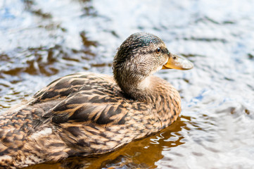 Close-up of a group of young brown ducks, ducklings swimming together in lake near the coast. Water birds species in the waterfowl family Anatidae.