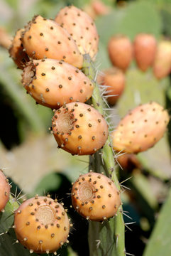 Cactus - opuntia - sabres