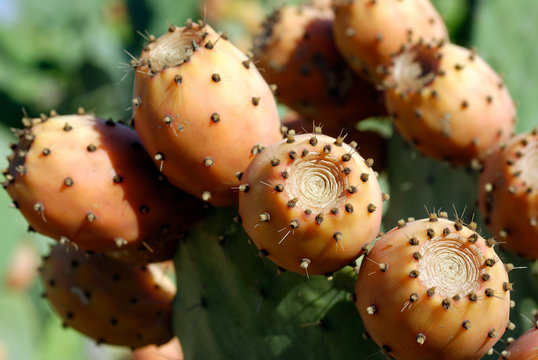 Cactus - opuntia - sabres