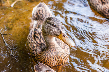 Close-up of a group of young brown ducks, ducklings swimming together in lake near the coast. Water birds species in the waterfowl family Anatidae.