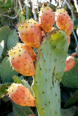 Cactus - opuntia - sabres