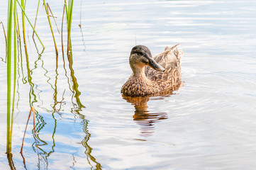 Brown duck swimming in lake near the beach. Water birds species in the waterfowl family Anatidae.