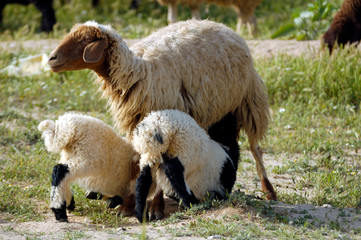 herd of sheep © Photos by L