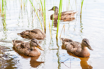 Group of young brown ducks, ducklings swimming together between the water plants in lake near the coast. Water birds species in the waterfowl family Anatidae.