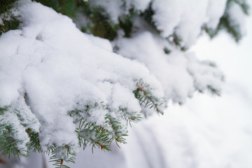 Fir tree branches covered with snow in forest