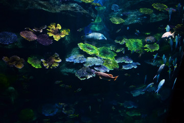 Marine life fish swimming underwater ocean colorful / Various types fish tank