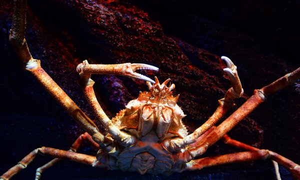 Giant spider crab / Japanese giant crab swimming underwater aquariumun