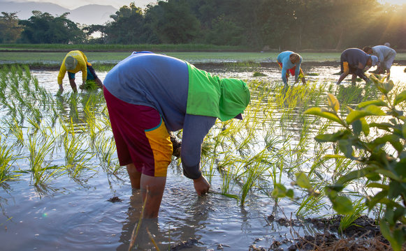 Philippines farmers planting rice