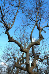 deciduous tree with no foliage