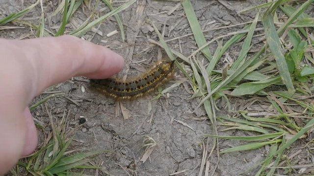 Larvae in hand of person touches creeping caterpillar.