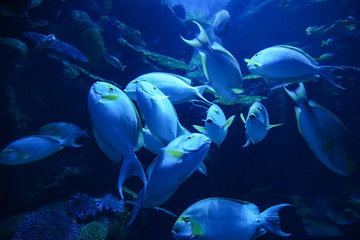 Yellowfin surgeonfish / Group of yellowfin surgeonfish swimming marine life underwater ocean in the school fish