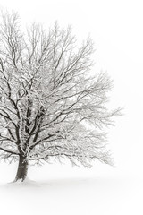 Winter tree. Big decidious tree in clear white snowy landscape. Misty and freezy day. © pyty