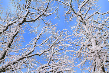 Winter background of snowy tree branches against blue sky. Trees covered with snow