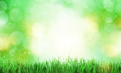 Green grass texture background, close-up view