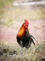 Rooster bantam crows chicken colorful red on field natural background / Bantam cock