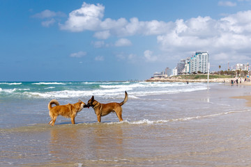 Fototapeta na wymiar two friendly dogs communicate with each other standing in the sea on the beach