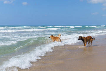 Fototapeta na wymiar two friendly dogs playing in the sea with each other