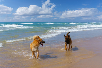 two friendly dogs playing in the sea with each other