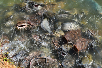 Feed fish freshwater in ponds / Many Catfish feeding food 