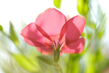 Obraz premium Red garden flower