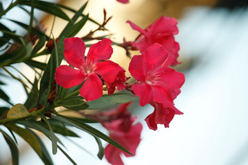 Pink oleander on a green background
