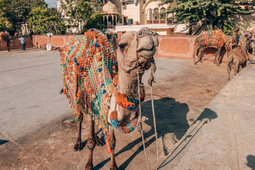 A camel in traditional colorful harness