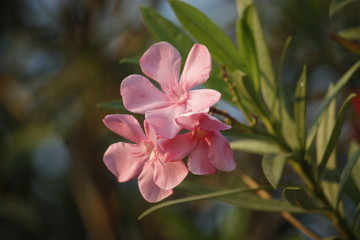 Blooming Pink Oleander flowers (Oleander Nerium)on a blurred background.