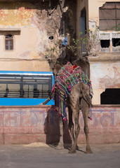 Naklejka premium A camel in traditional colorful harness