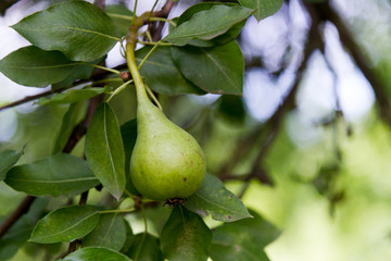 a ripening pear (species of genus Pyrus  in the family Rosaceae, bearing the pomaceous fruit)