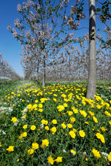 Obraz premium Israel, Lachish,