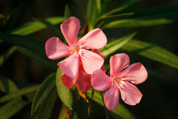 Pink oleander on a green background