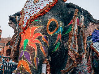 A very colorful Elephant dressed for a traditional festival in India