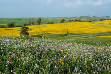 wild flowers in spring