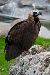 bird of prey