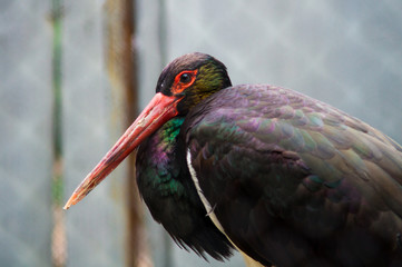 bird portrait