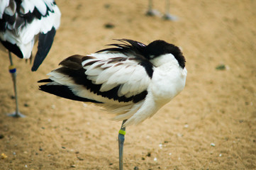 Obraz premium bird portrait