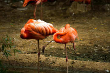 group of flamingos