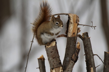 écureuil brun assis sur une branche