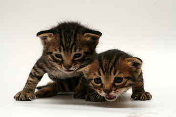 one week old kitten