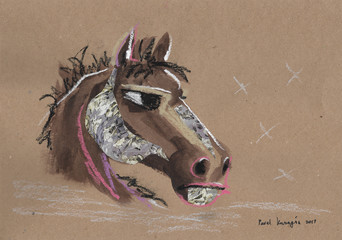 Stray horse