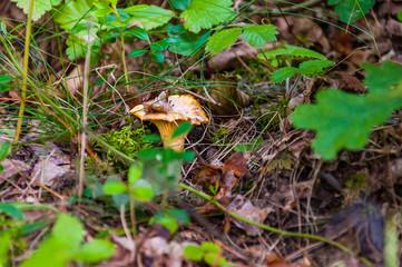 Cantharellus cibarius orange edible mushroom growing in the forest. Cantharellus cibarius is a species of golden chanterelle mushroom in the genus Cantharellus