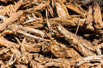 Bunch of dried trees roots close-up lying on the ground
