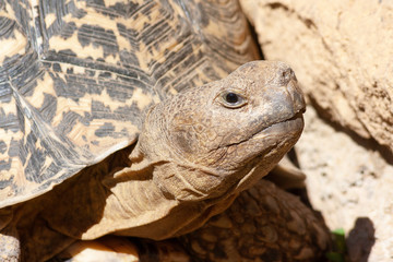 Close up of a mountain turtle / land turtle