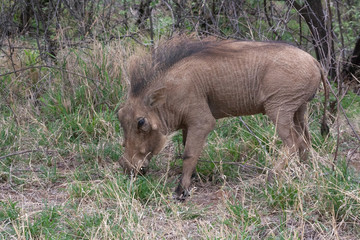 Fototapeta premium Warthog grazing in grass