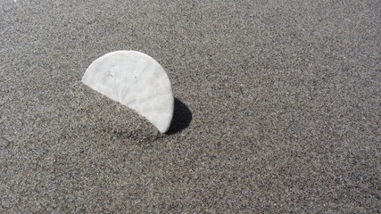 sand dollar on the beach half buried in sand