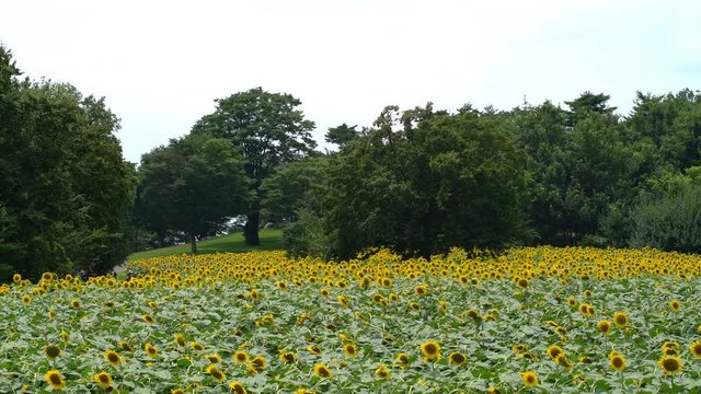 Static Shot of Sunflower Field -Wide Shot-