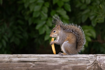 A squirrel stands on a deck rail calmly eating a fry. Tail wrapped up eyes focused forward with profile facing enjoying a found french fries.