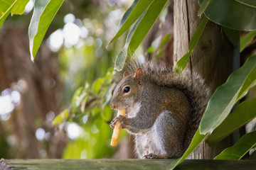 A squirrel sits high on a poll shoving a fry into the mouth. Tail wrapped up eyes focused with a semi-profile facing enjoying the french fries.