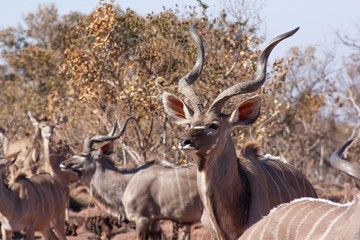 Naklejka na ściany i meble Herd of kudu's in the wild